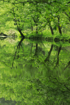 清澈绿水青山河流森林