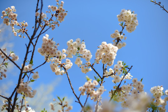 樱花