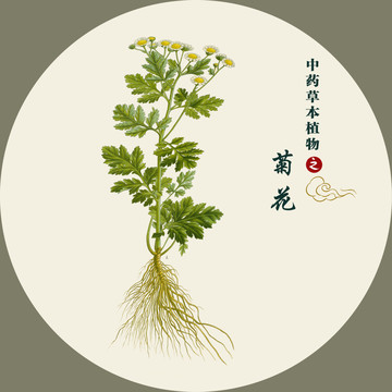 中药菊花