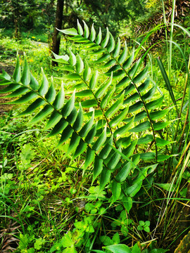 绿色植物