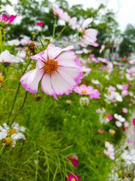 春天菊花