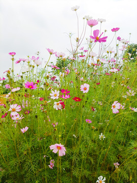 格桑花