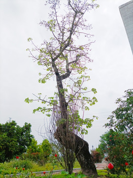 木棉树