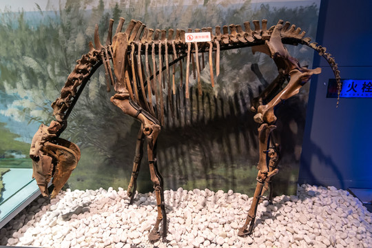 南京博物馆动物化石