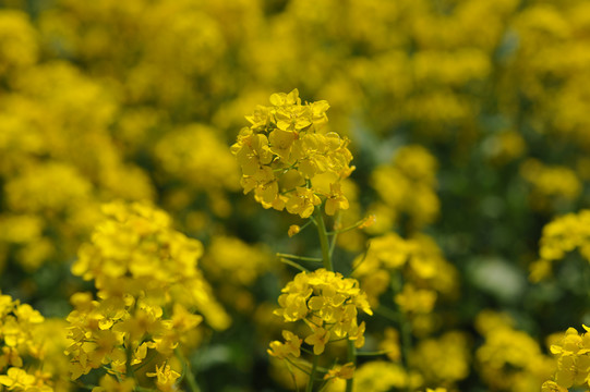 油菜花素材