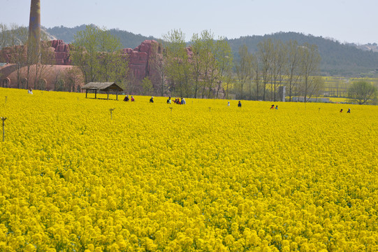 油菜花田素材