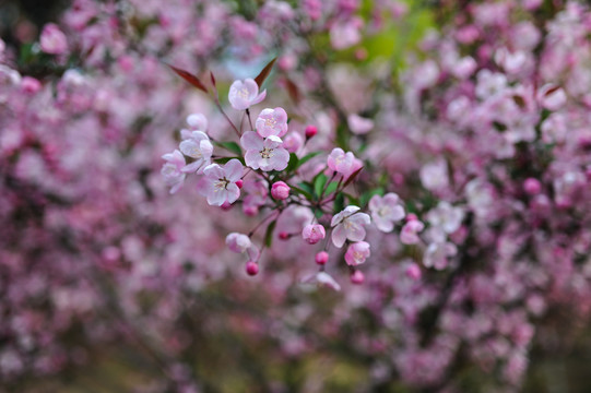 海棠花素材