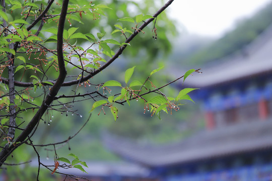 雨中寺庙