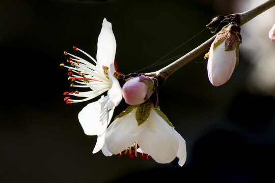 桃花