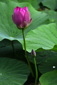 荷花红莲花