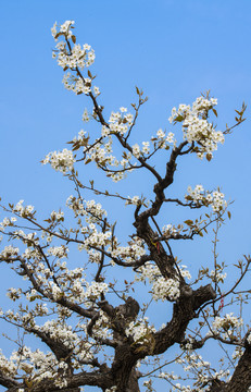 梨树梨花