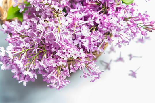 丁香花