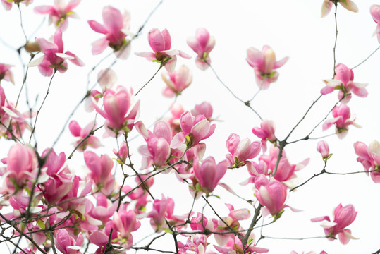 玉兰花
