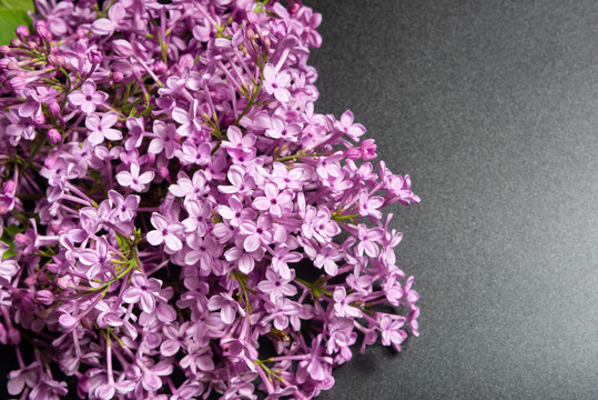 丁香花