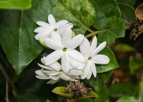 毛茉莉