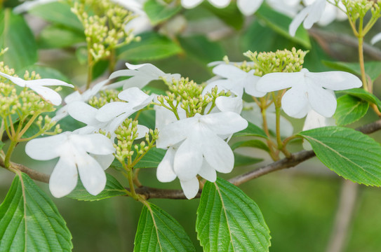 蝴蝶戏珠花