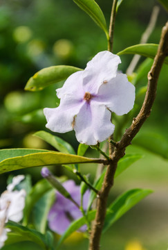 番茉莉