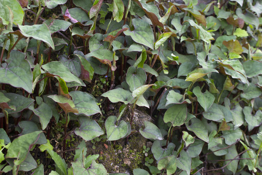 野生鱼腥草