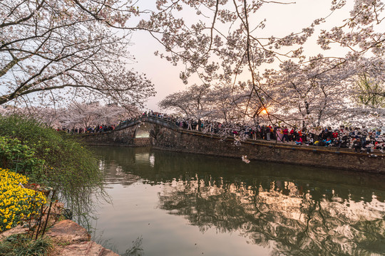 无锡鼋头渚公园春天樱花美景