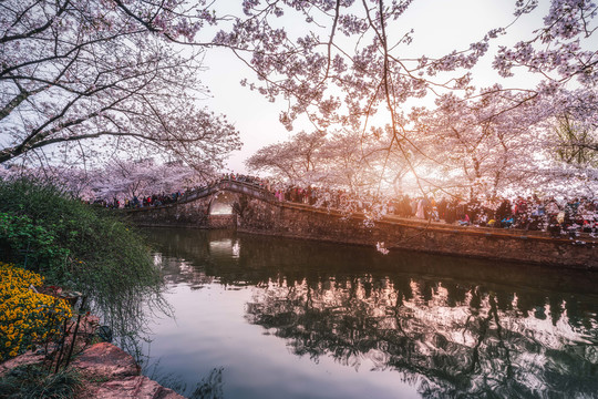 无锡鼋头渚公园春天樱花美景