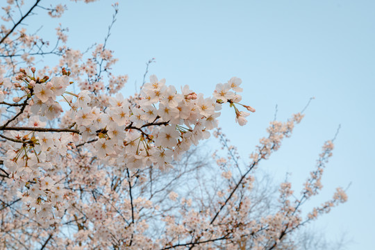 无锡鼋头渚公园春天樱花美景