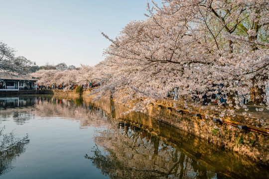 无锡鼋头渚公园春天樱花美景