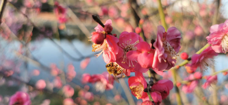 樱花