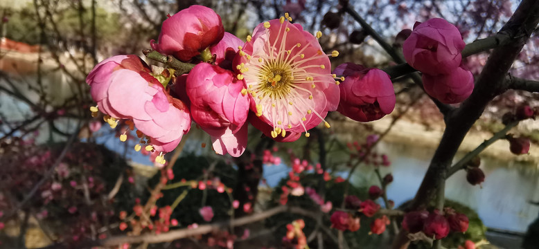 樱花