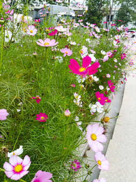 菊花格桑花