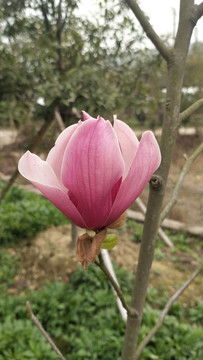紫色玉兰花