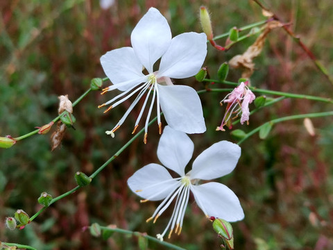 白色山桃草花