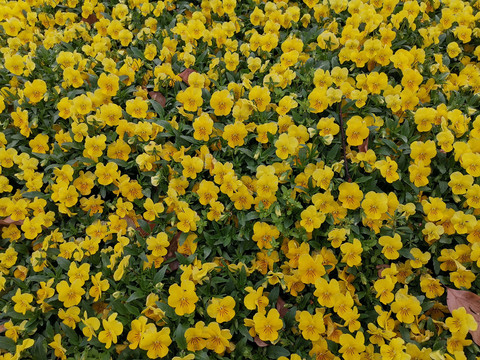黄色三色堇花