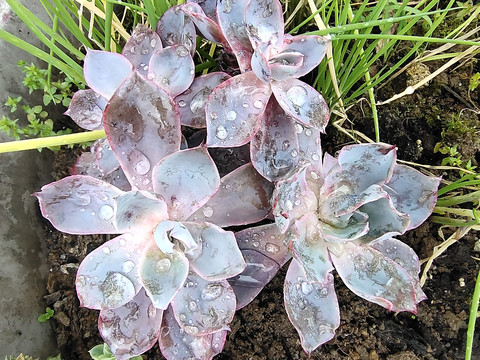 多肉植物