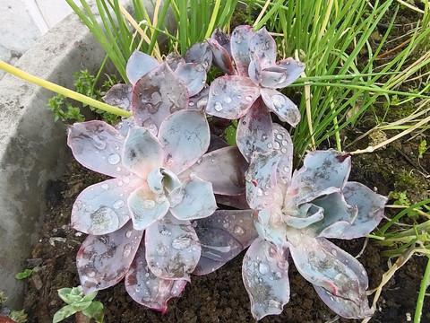 水珠