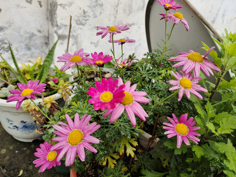 鲜花