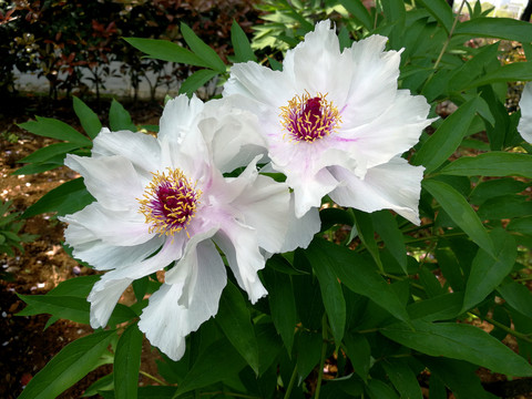 牡丹花