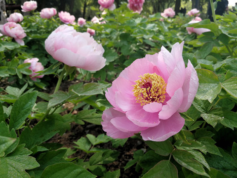 牡丹花