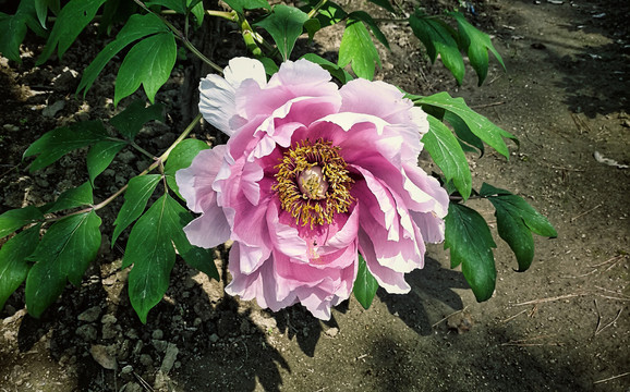 牡丹花