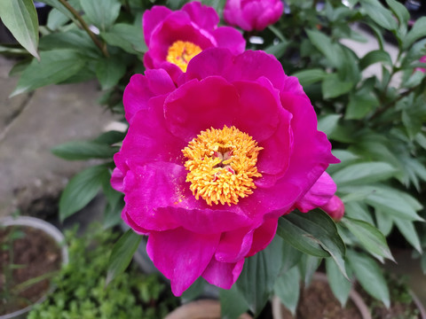 芍药花蕊特写