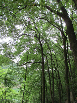 张飞古道景区