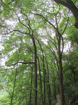 张飞古道景区