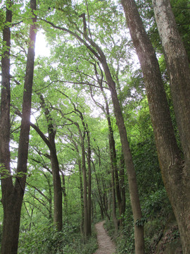 大树树林景区