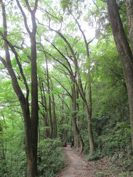 大树树林景区