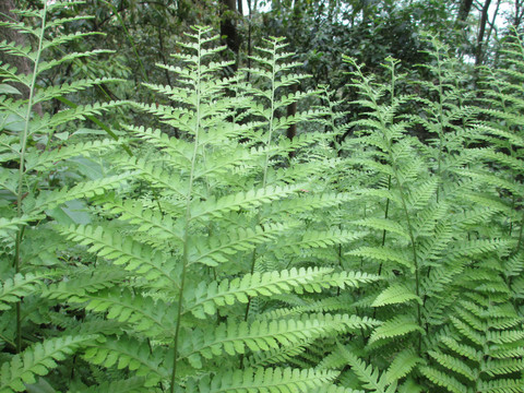 蕨类植物