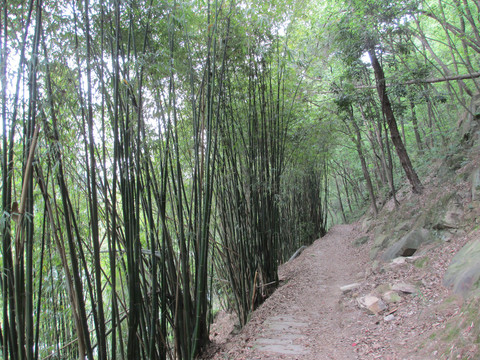 竹林古道