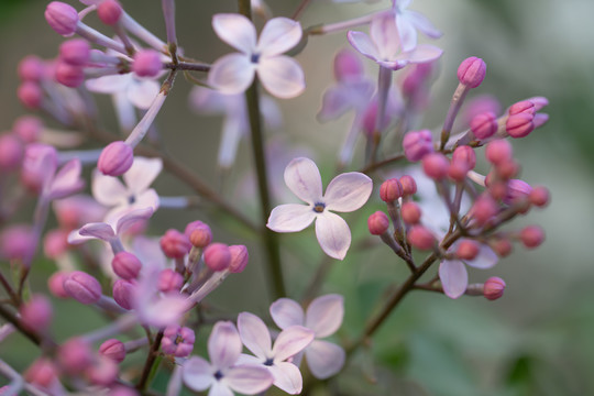 草本植物丁香花