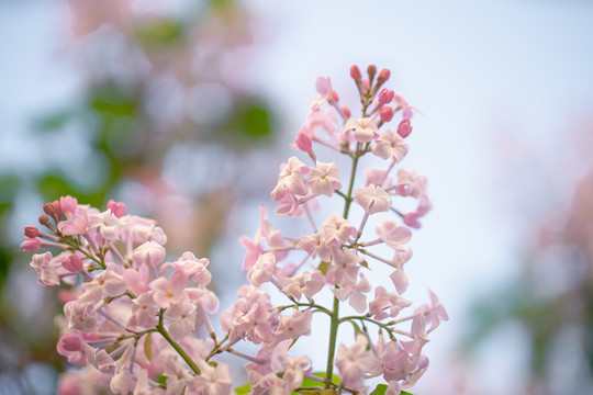 春天丁香开花