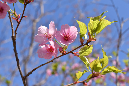 四月樱花季