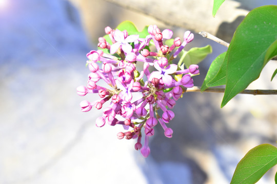 紫色丁香花