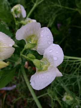 豌豆花